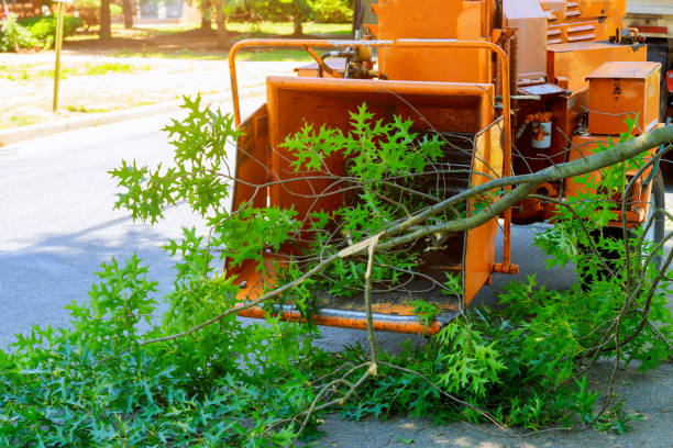 Best Commercial Tree Services  in Graton, CA